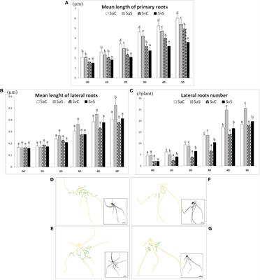 An artificial intelligence-integrated analysis of the effect of drought stress on root traits of “modern” and “ancient” wheat varieties